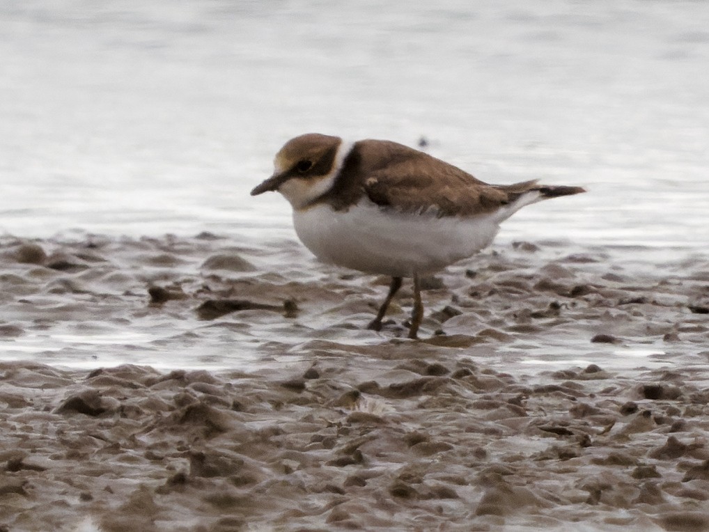 Common Ringed Plover - ML364195151