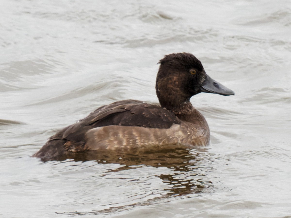 Tufted Duck - ML364195521