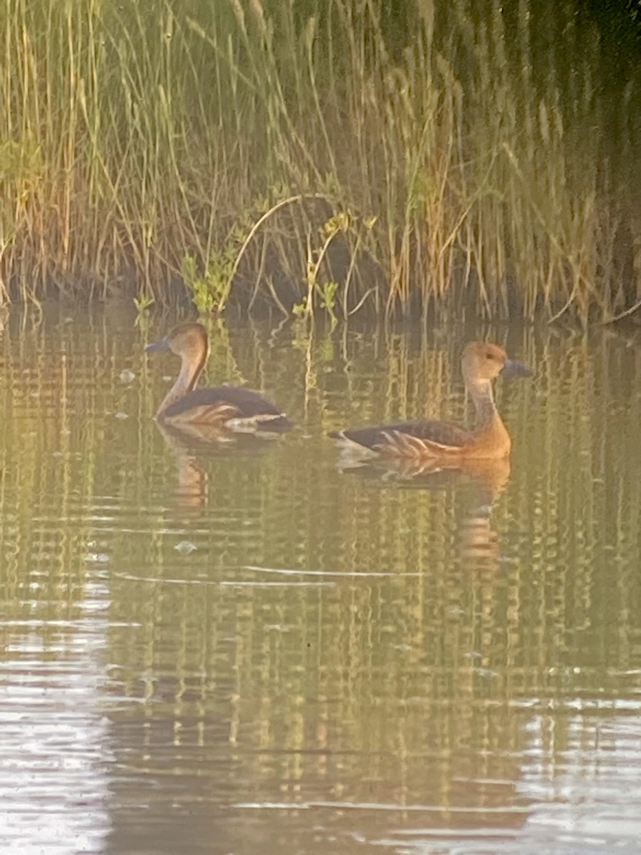 Fulvous Whistling-Duck - ML364203941