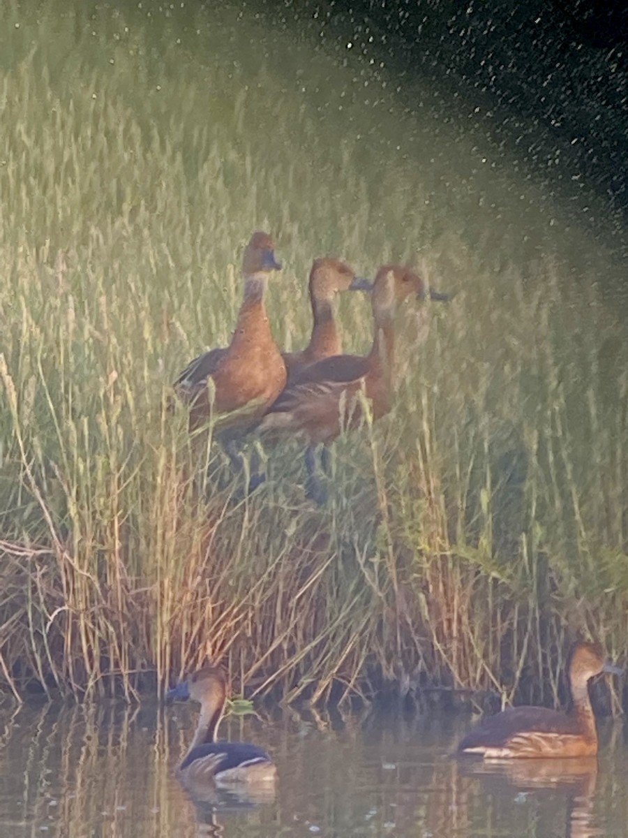 Fulvous Whistling-Duck - ML364203951