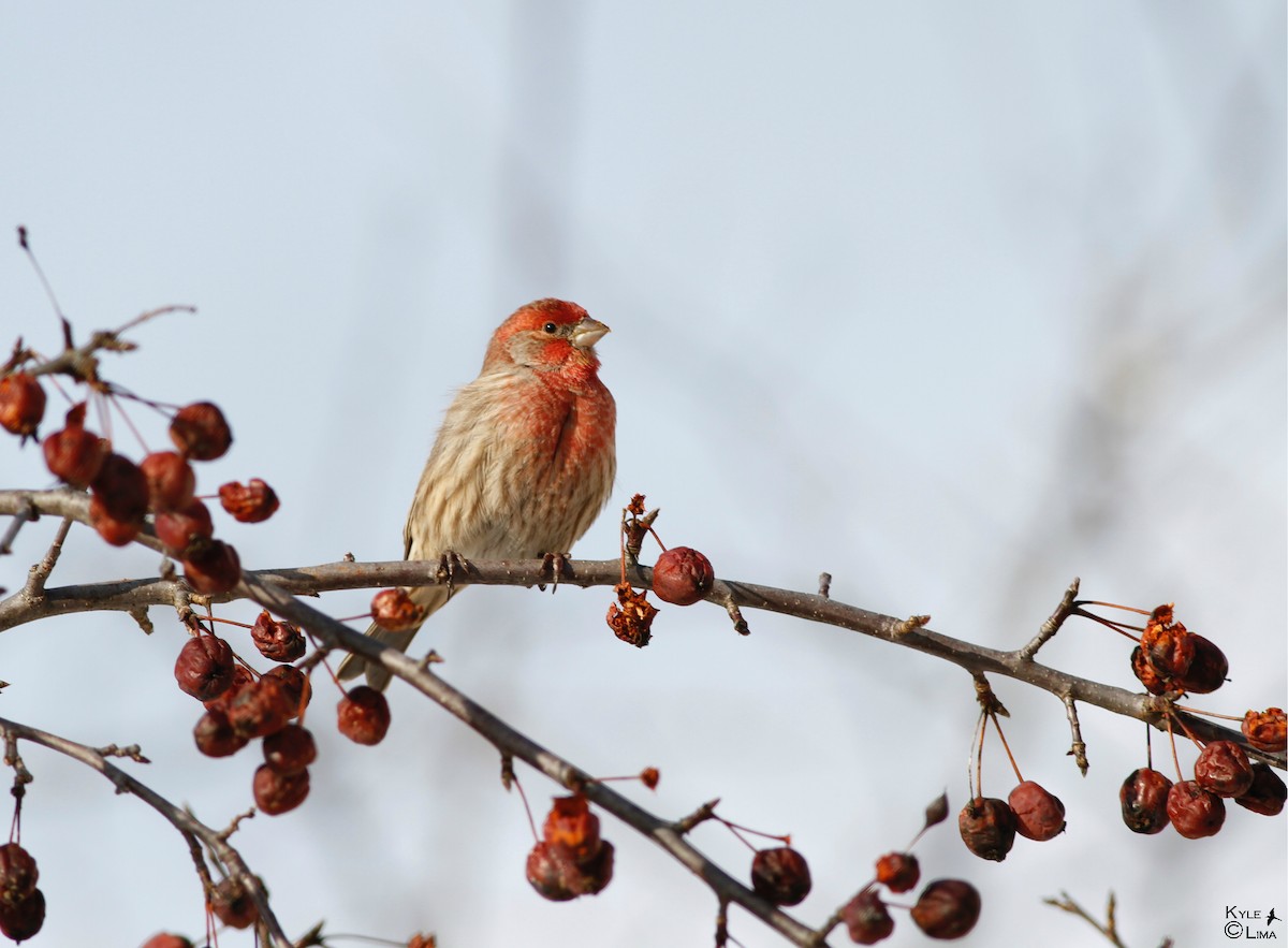 House Finch - Kyle Lima