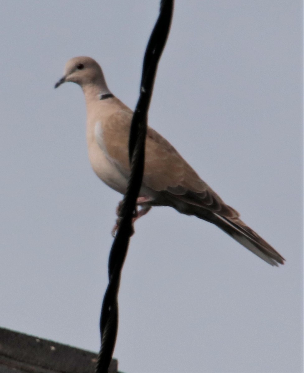 Eurasian Collared-Dove - ML364207961