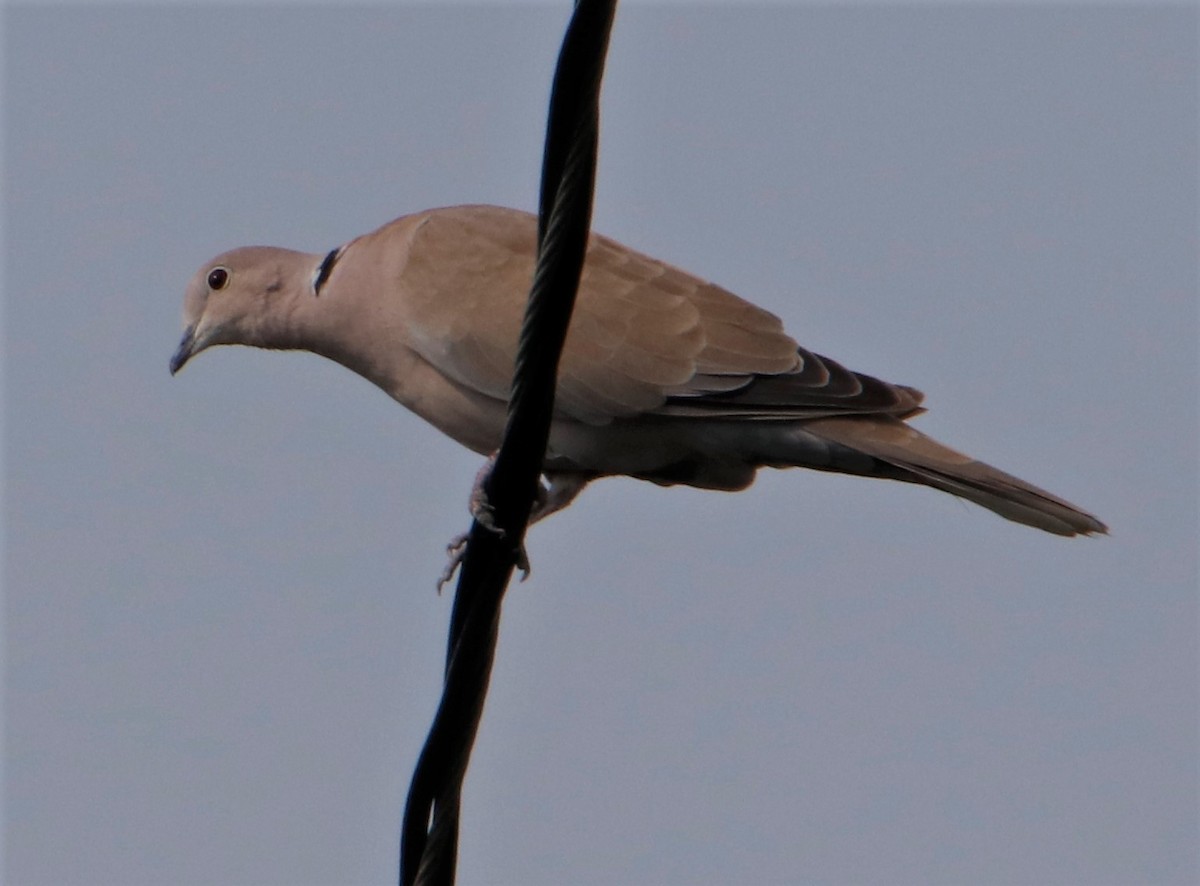 Eurasian Collared-Dove - ML364207971