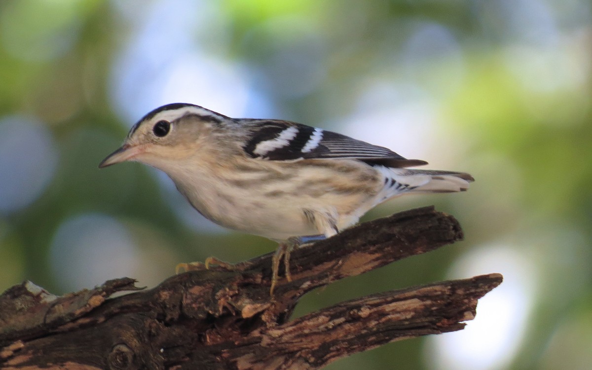 Black-and-white Warbler - ML364208201