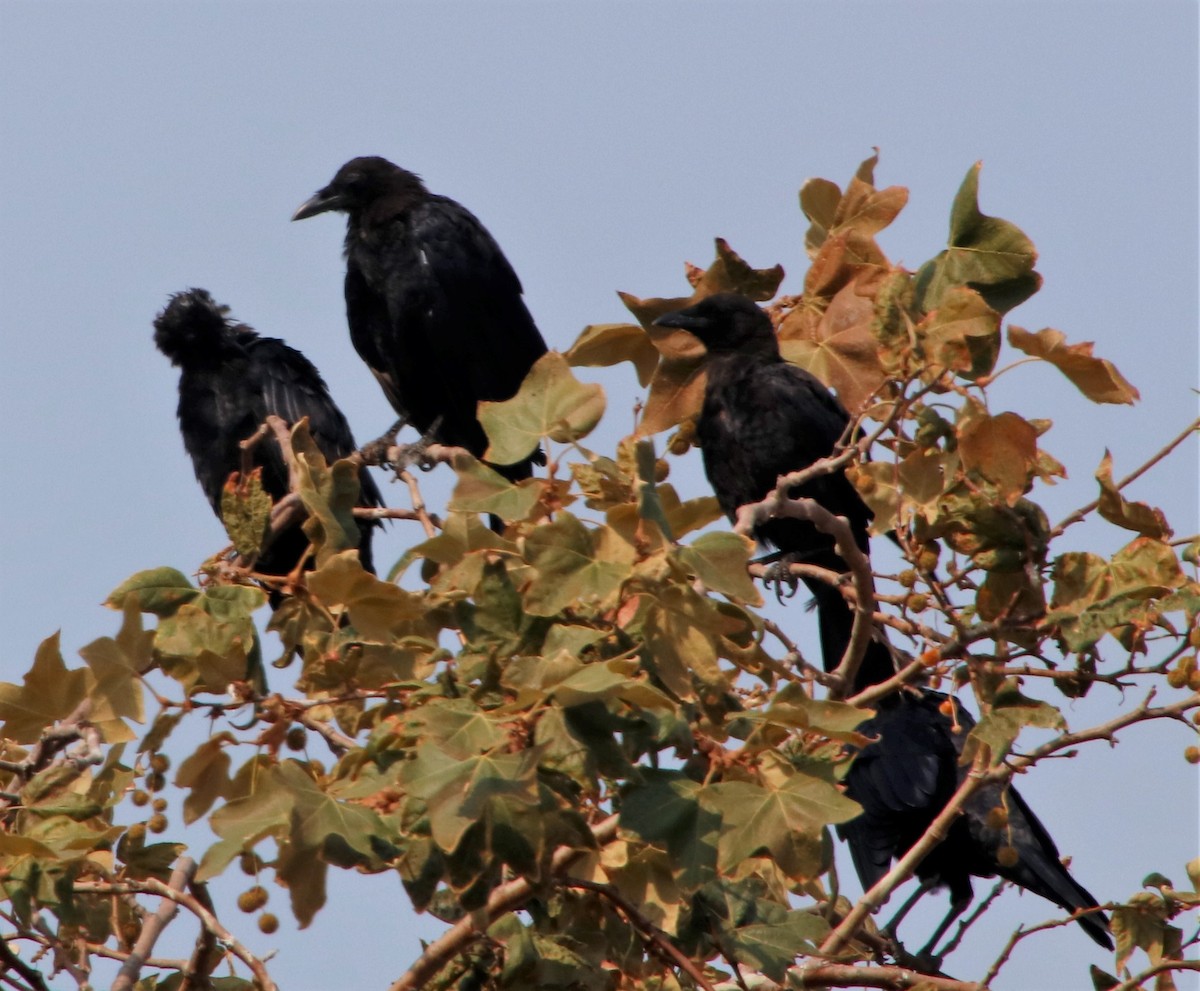 American Crow - Barry Spolter