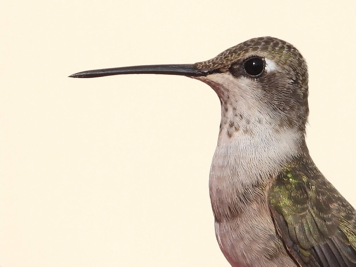 Black-chinned Hummingbird - ML364212191