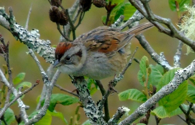 Swamp Sparrow - Larry Neily