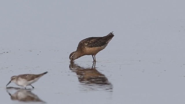 Long-billed Dowitcher - ML364214821