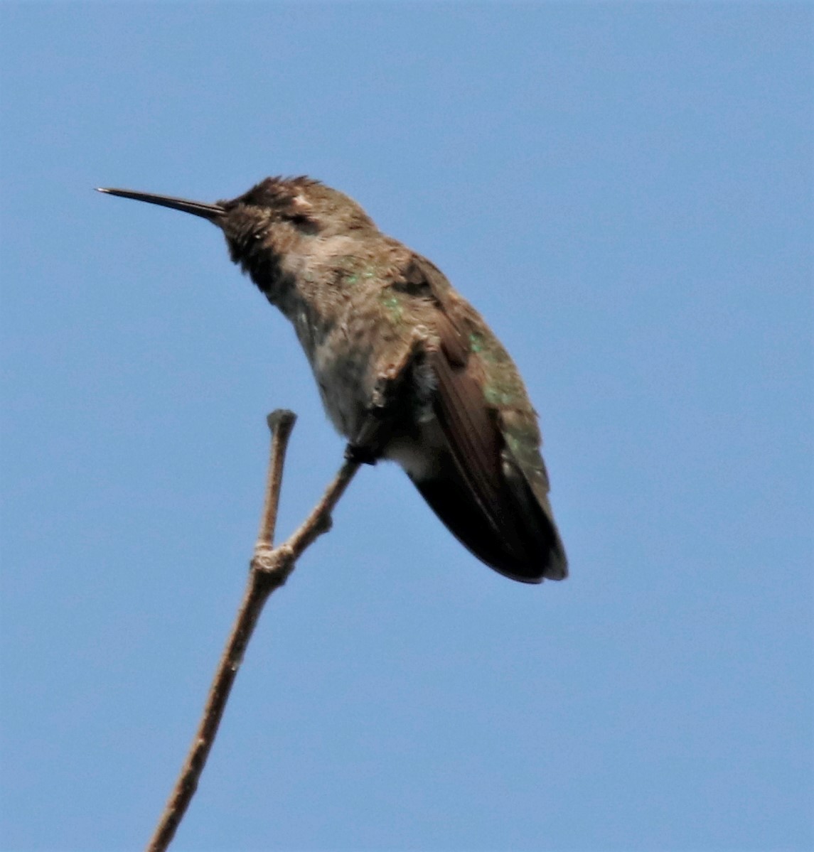 Anna's Hummingbird - Barry Spolter