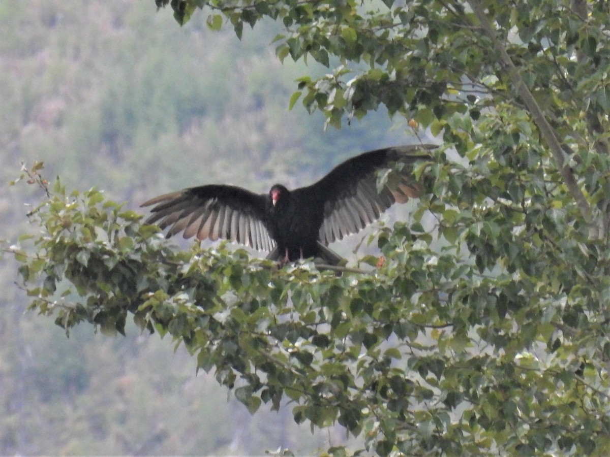 Turkey Vulture - ML364222781