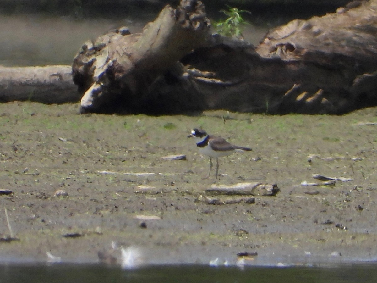 Semipalmated Plover - ML364223741