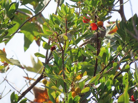 Swinhoe's White-eye - Lena Hayashi