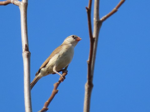 Pin-tailed Whydah - Lena Hayashi