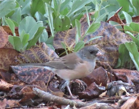 Dark-eyed Junco - Lena Hayashi