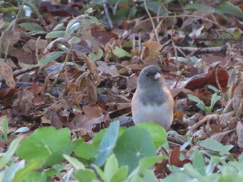 Dark-eyed Junco - Lena Hayashi