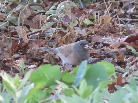 Dark-eyed Junco - Lena Hayashi