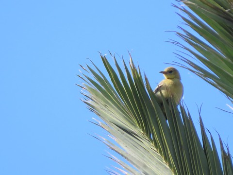 Hooded Oriole - Lena Hayashi