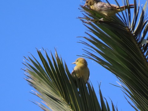 Hooded Oriole - Lena Hayashi