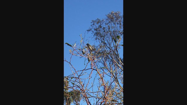 Streifenpanthervogel (substriatus) - ML364229661