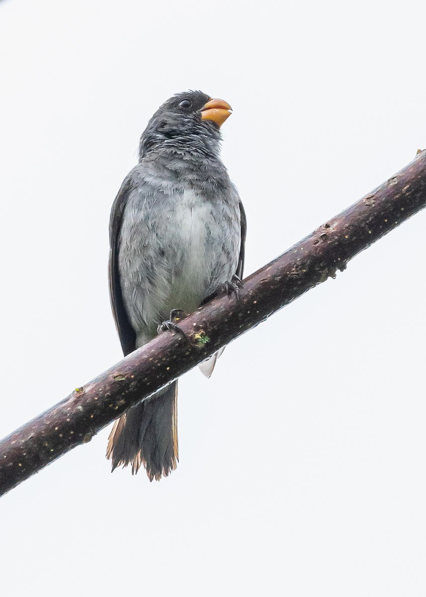 Gray Seedeater - ML364230391