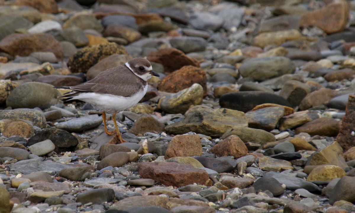 Semipalmated Plover - ML364235541