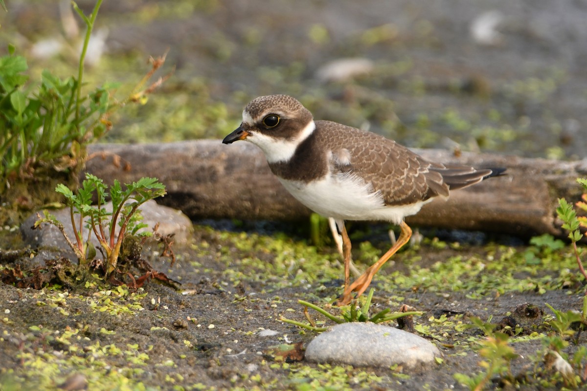 Semipalmated Plover - ML364237401