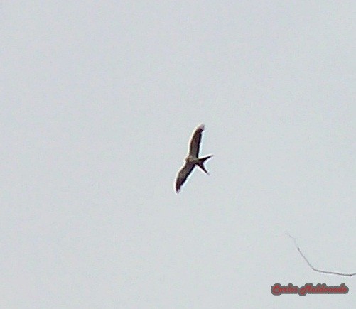Swallow-tailed Kite - ML364247441