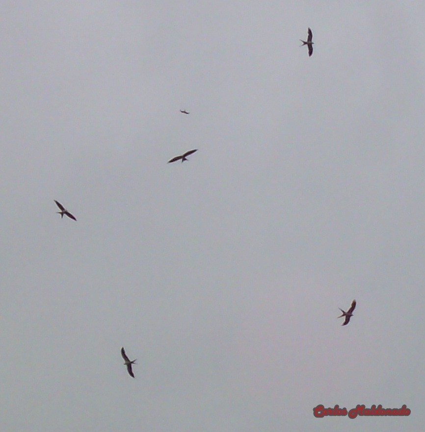 Swallow-tailed Kite - ML364247481