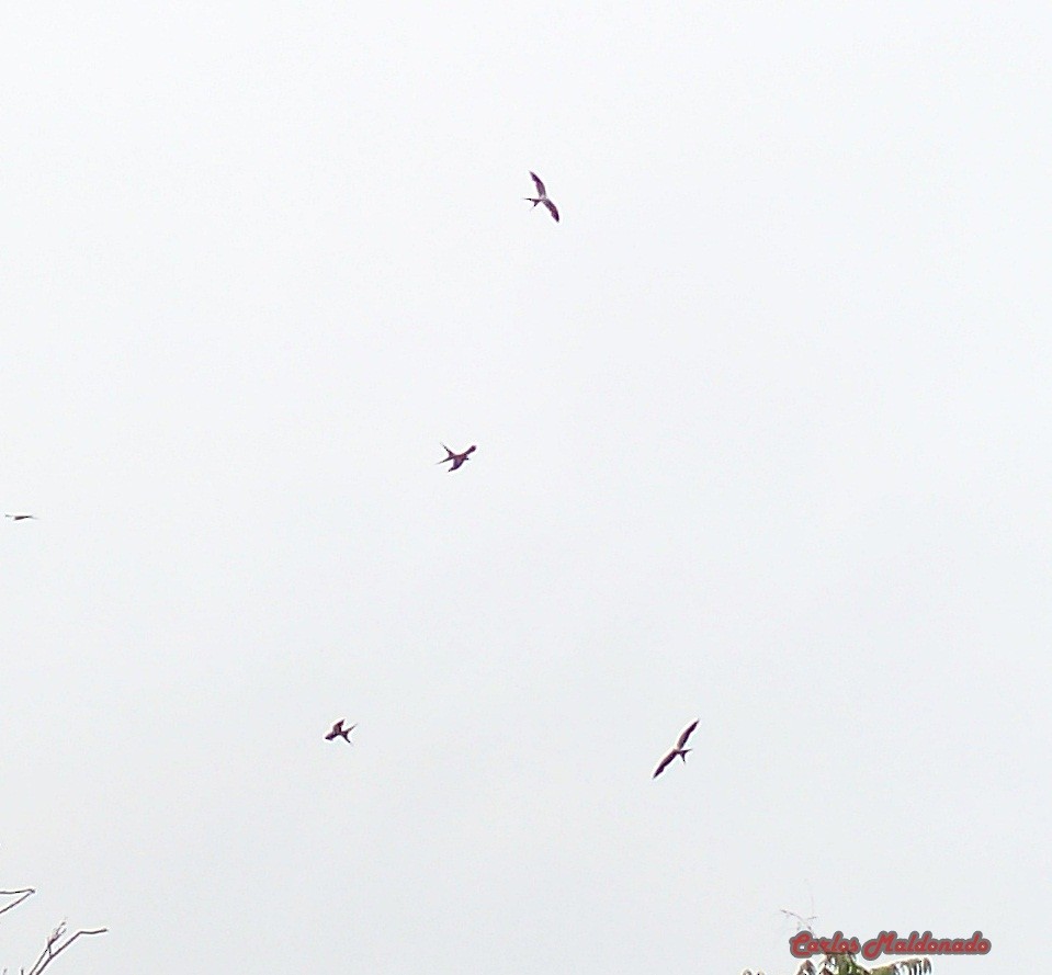 Swallow-tailed Kite - ML364247491