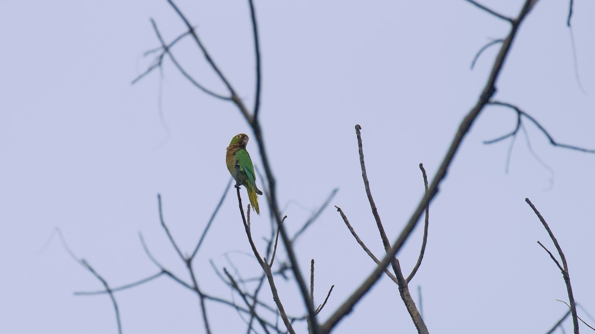 Olive-throated Parakeet - Sandra Wright