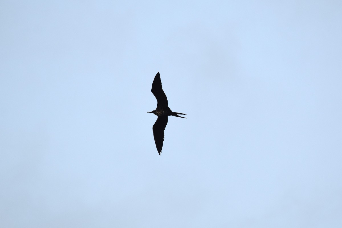 Magnificent Frigatebird - irina shulgina