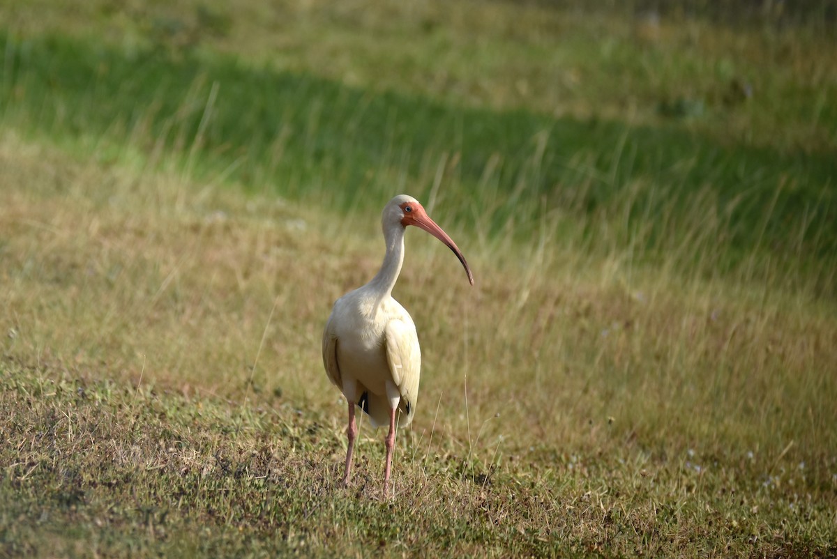 White Ibis - irina shulgina