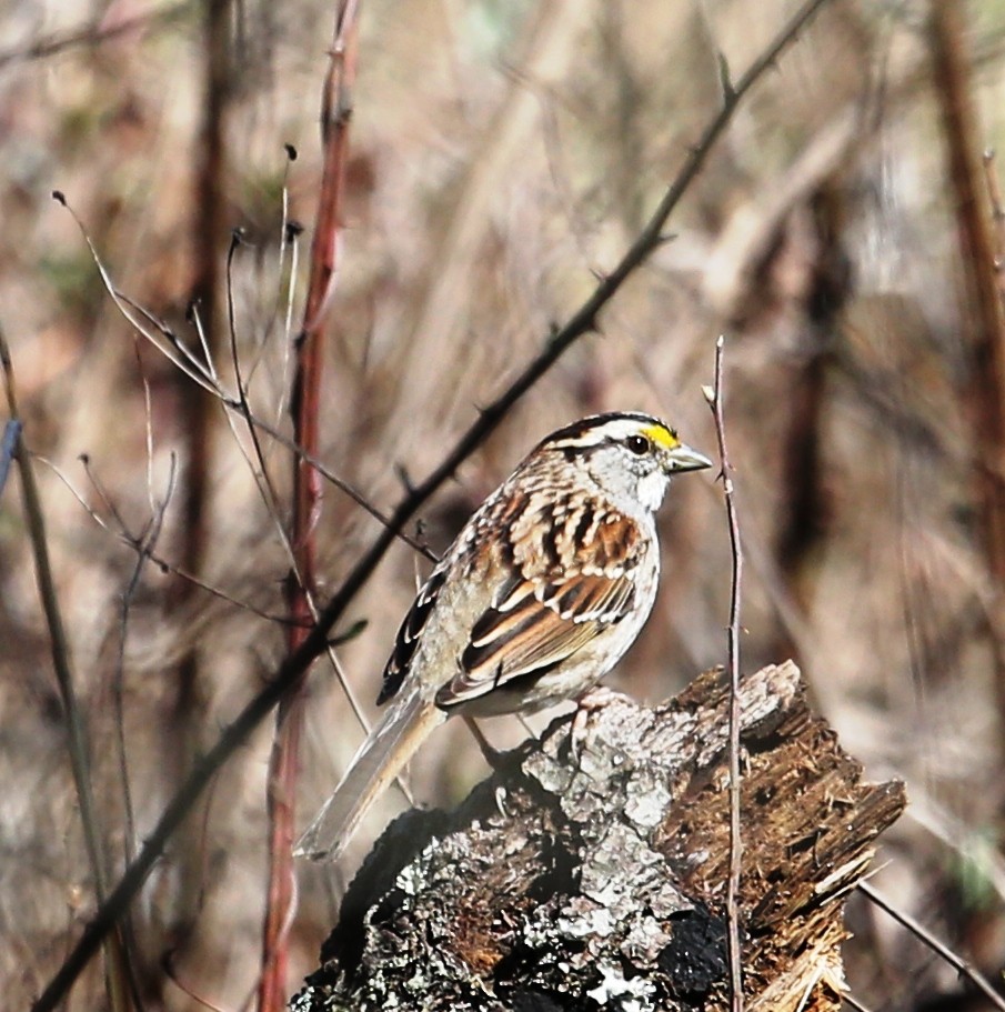 White-throated Sparrow - Dennis Cooke