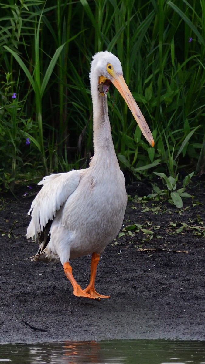 American White Pelican - Dana Siefer