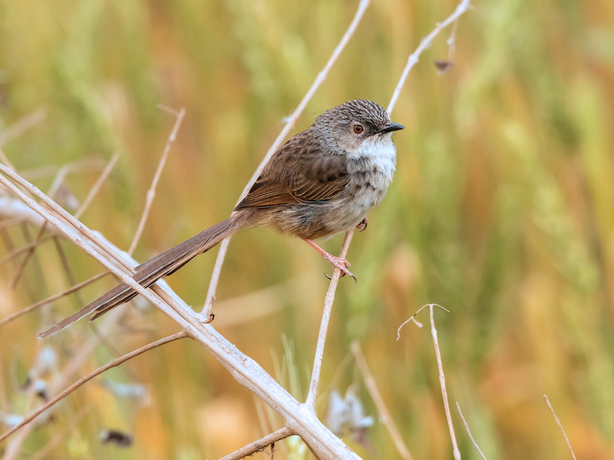 Himalayan Prinia - Prinia crinigera - Birds of the World