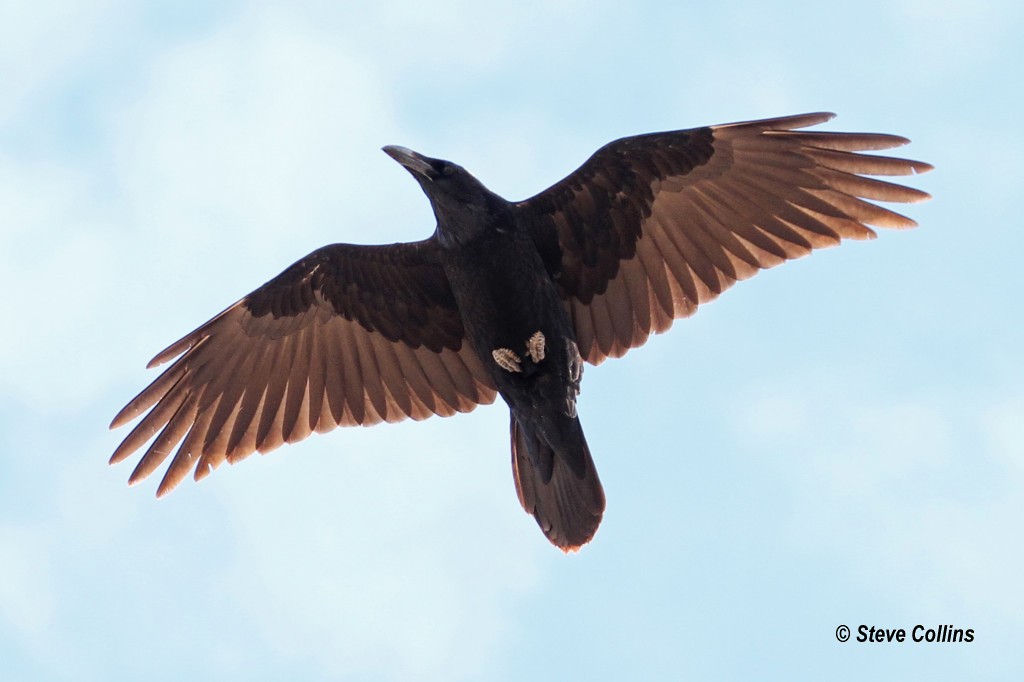 Chihuahuan Raven - Steve Collins