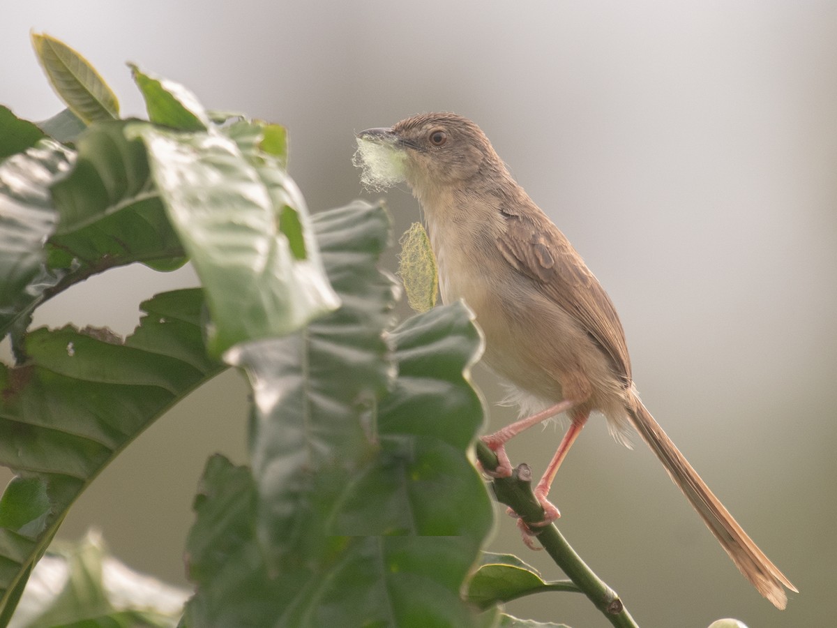 Annam Prinia - Prinia rocki - Birds of the World