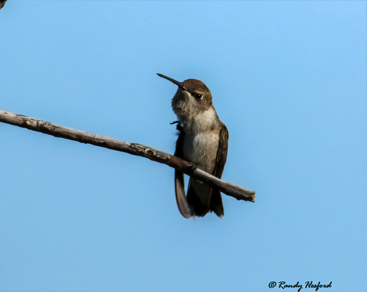 Black-chinned Hummingbird - ML364274031