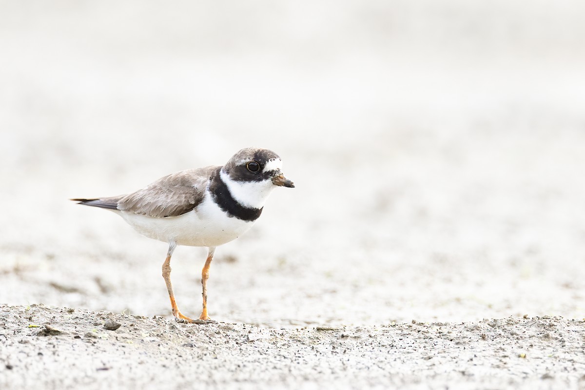 Semipalmated Plover - ML364275981