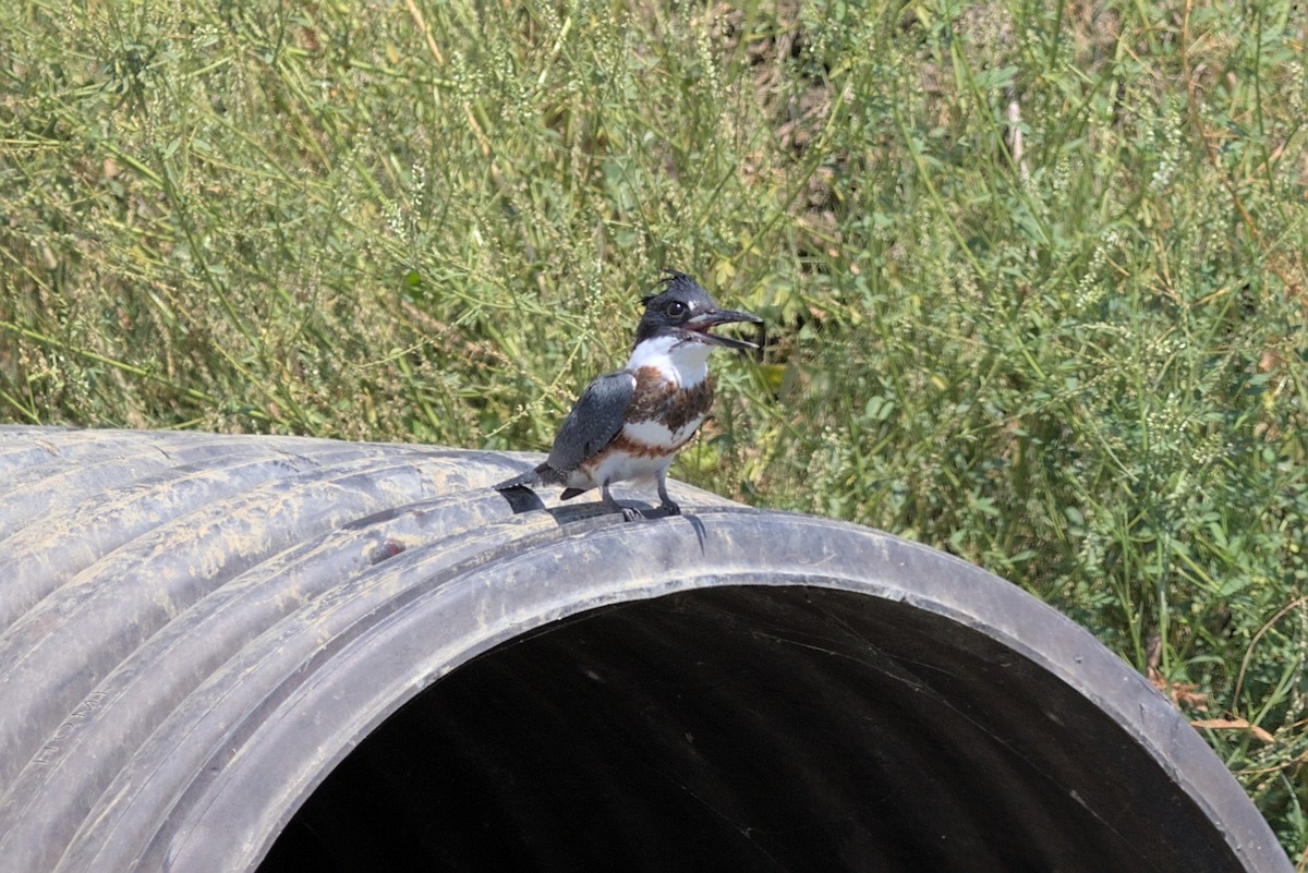 Belted Kingfisher - ML364278811