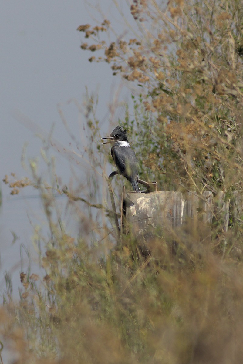 Belted Kingfisher - Zed Chance