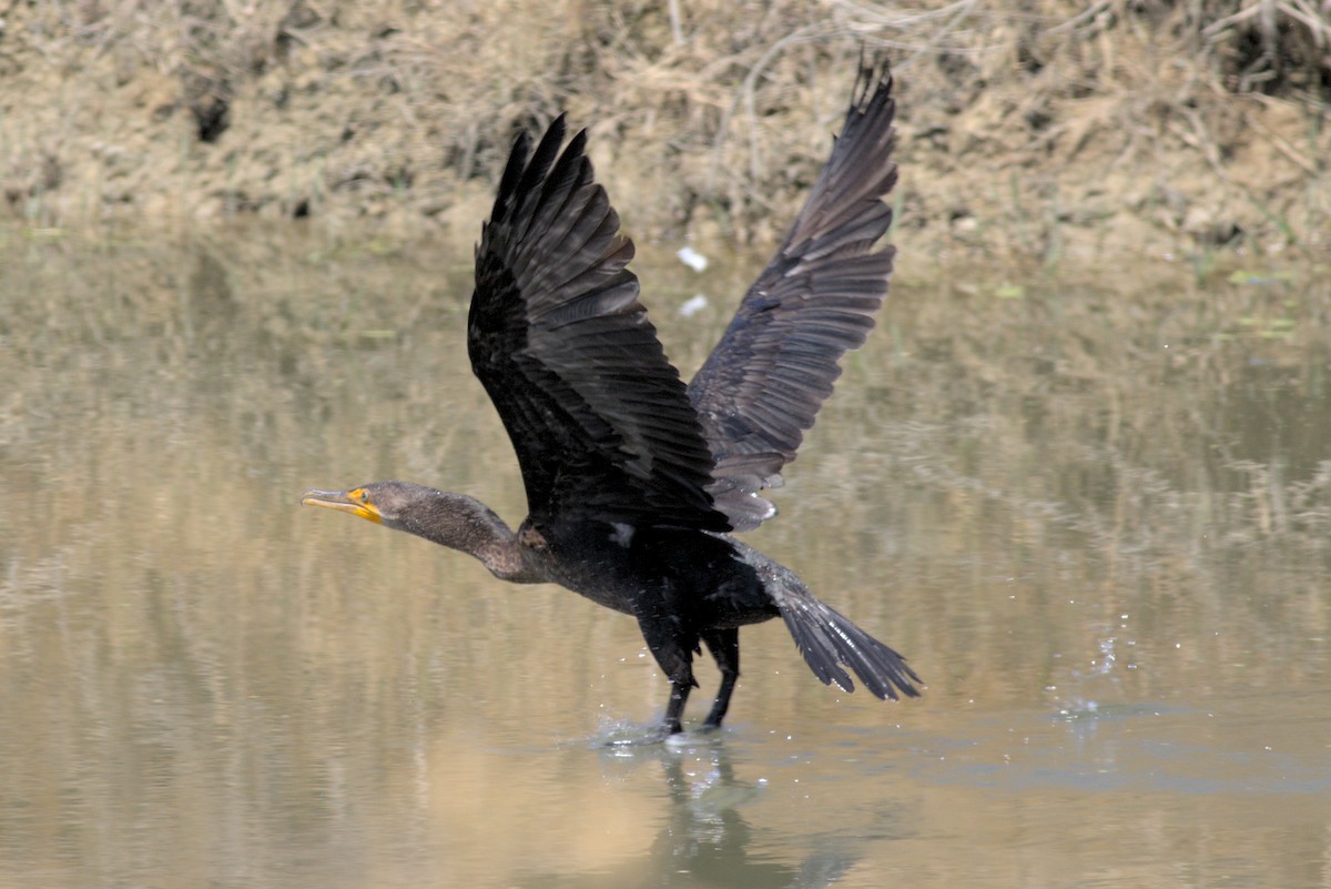 Double-crested Cormorant - Zed Chance