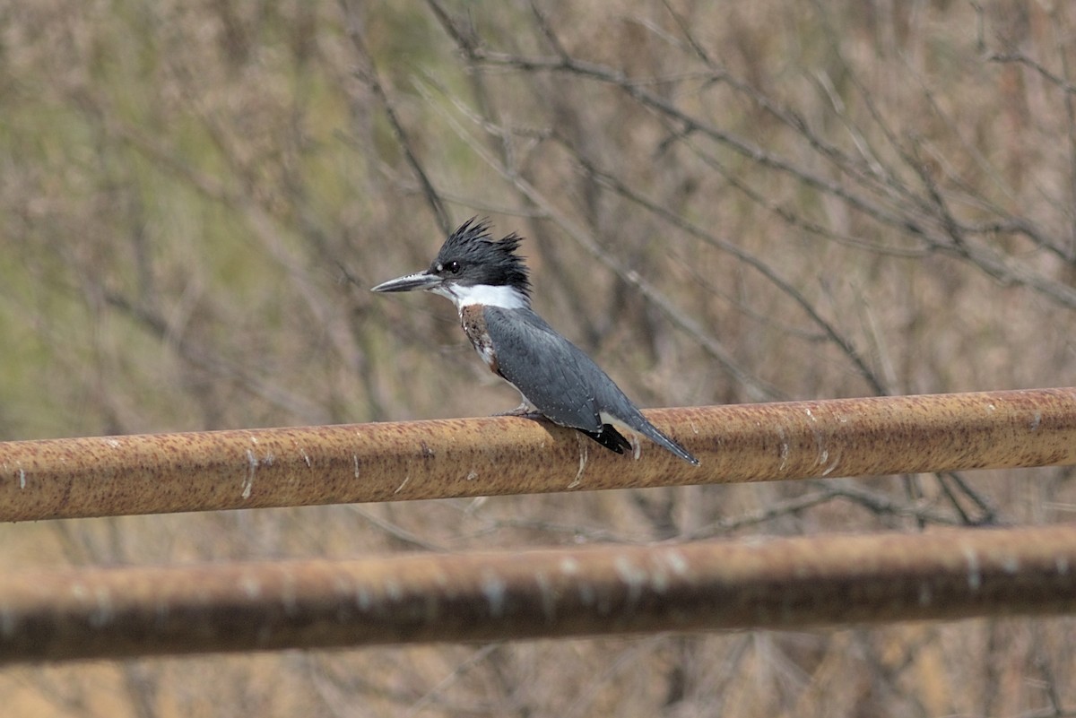 Belted Kingfisher - ML364278951