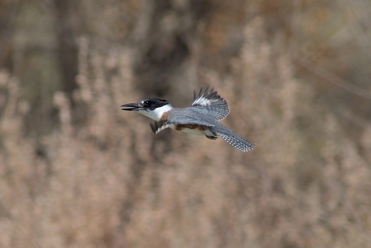 Belted Kingfisher - ML364278961