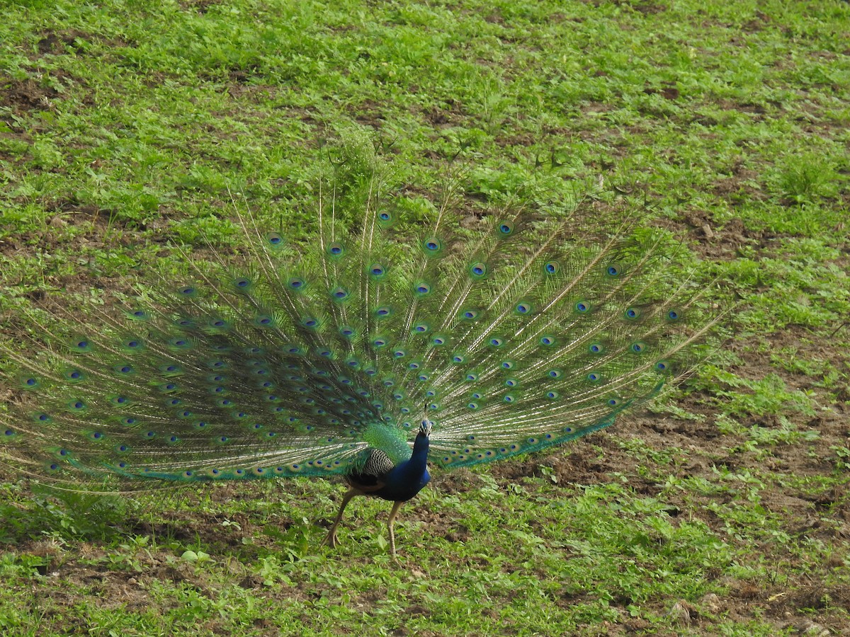 Indian Peafowl - ML364281211