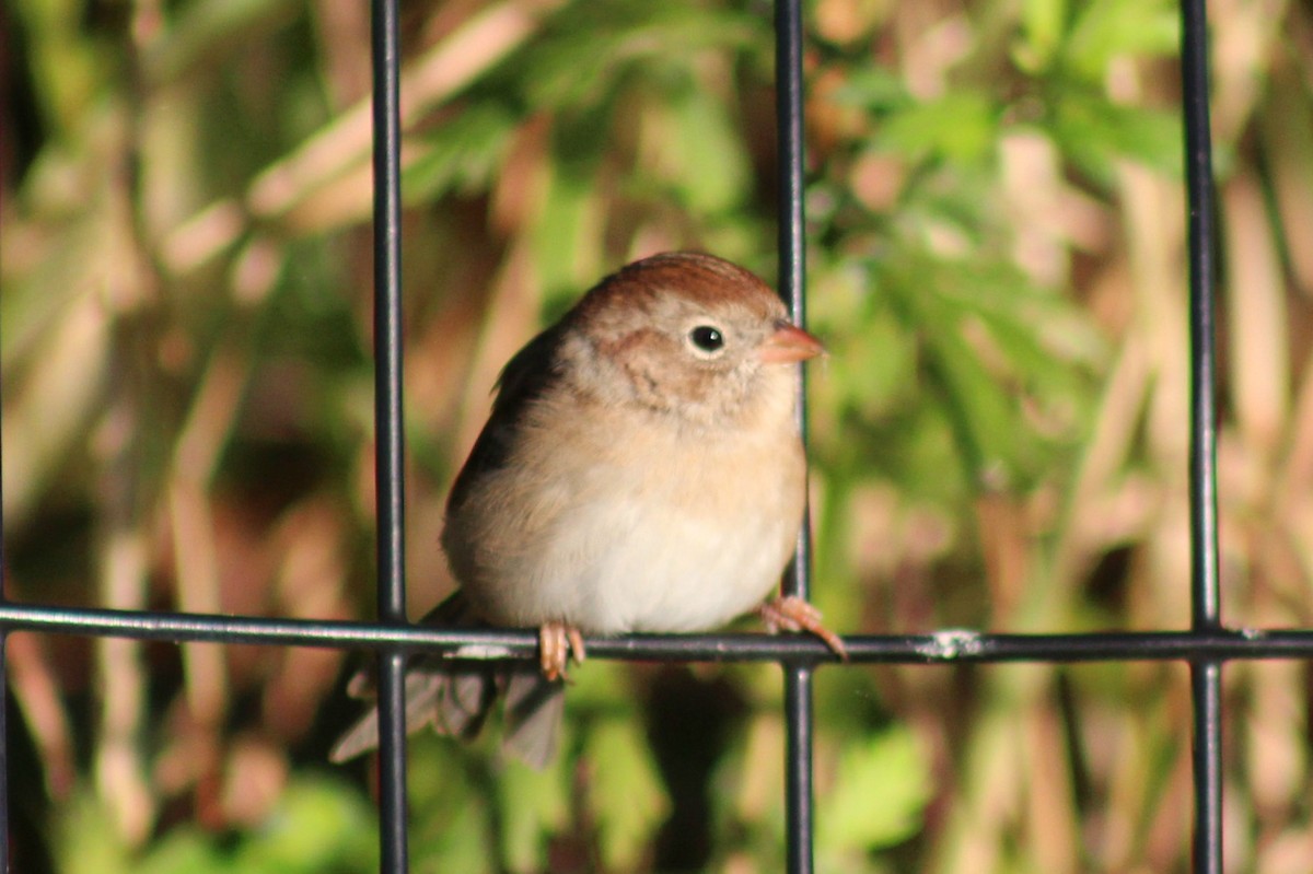 Field Sparrow - Nathan O'Reilly
