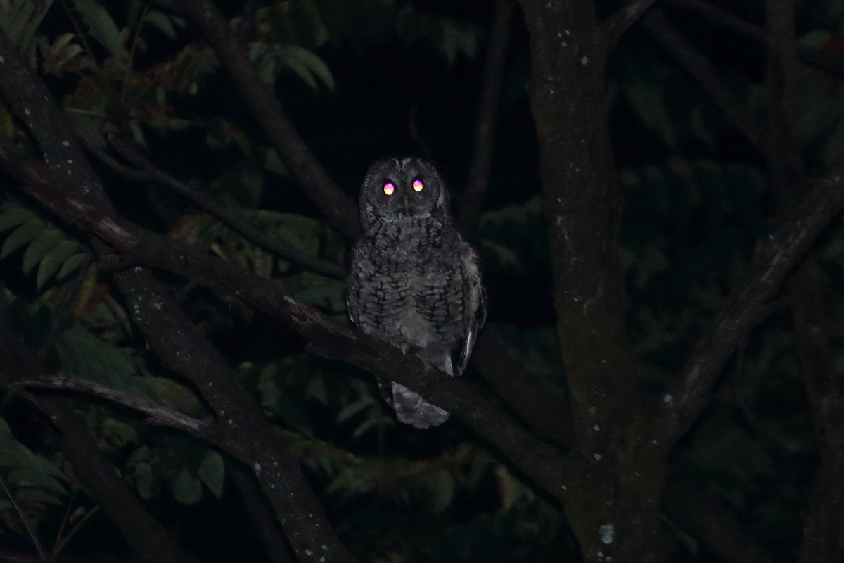 Himalayan Owl - Pranav Gokhale