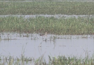 Indian Spot-billed Duck, ML364287821