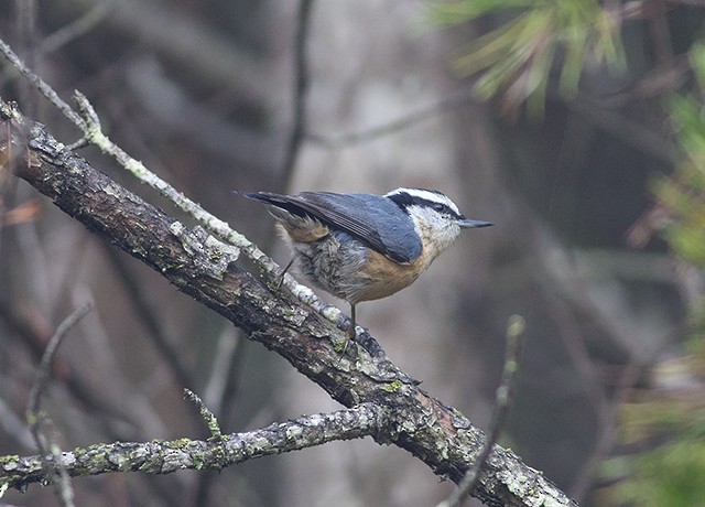 Red-breasted Nuthatch - ML36429091