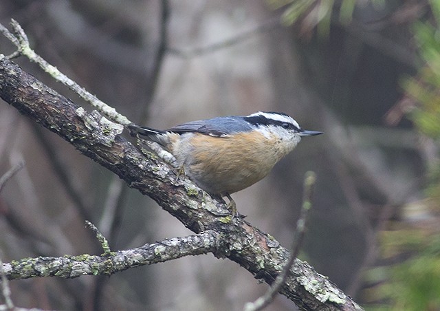 Red-breasted Nuthatch - ML36429101